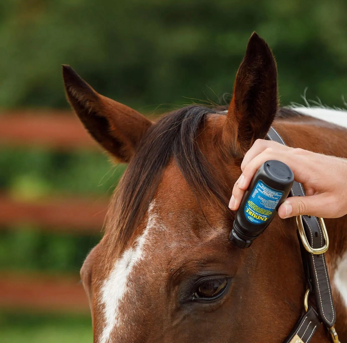 Endure Fly Control for Horses